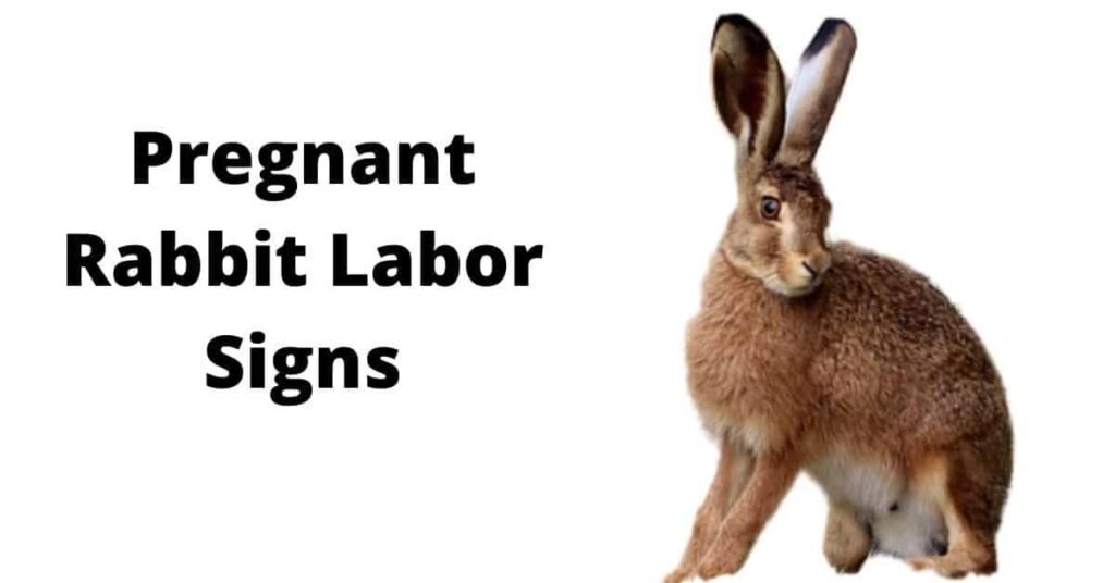 Pregnancy Period of Rabbit