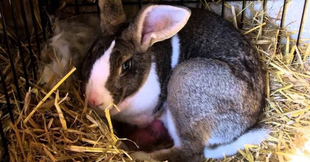 Pregnancy Period of Rabbit