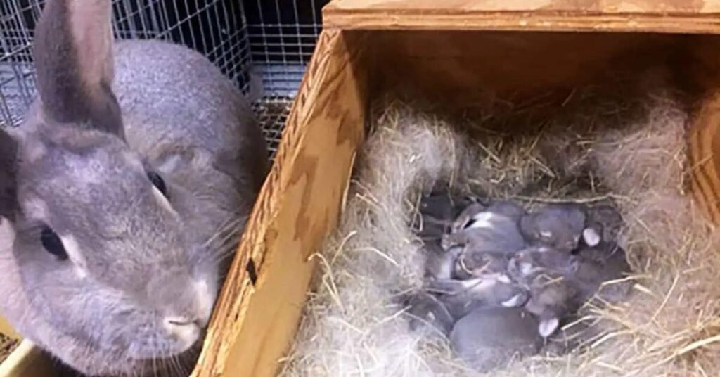 Pregnancy Period of Rabbit