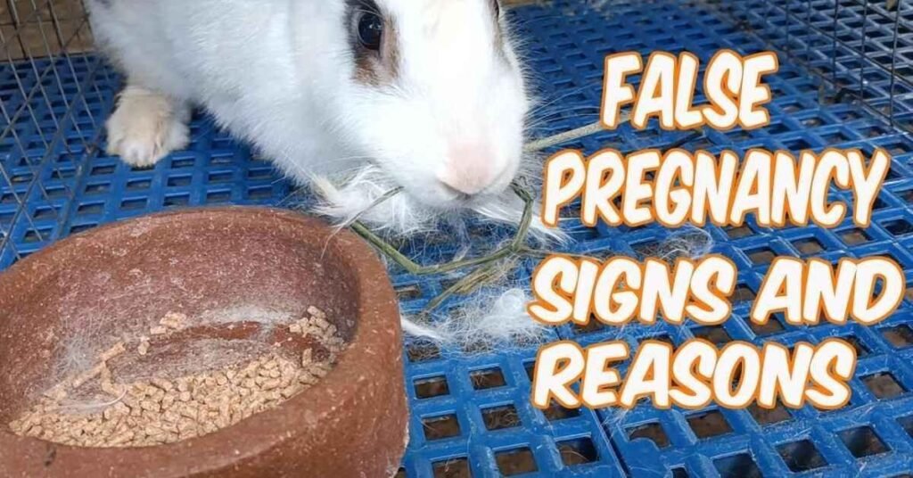 Pregnancy Period of Rabbit