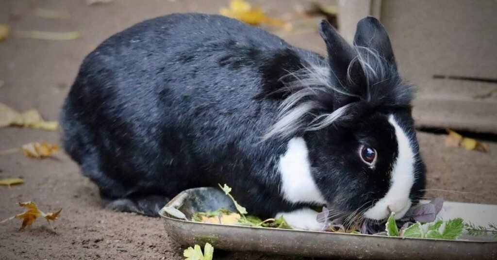 Can Rabbits Eat Asparagus