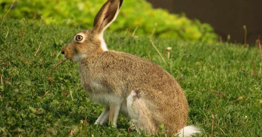 Can Rabbits Eat Asparagus