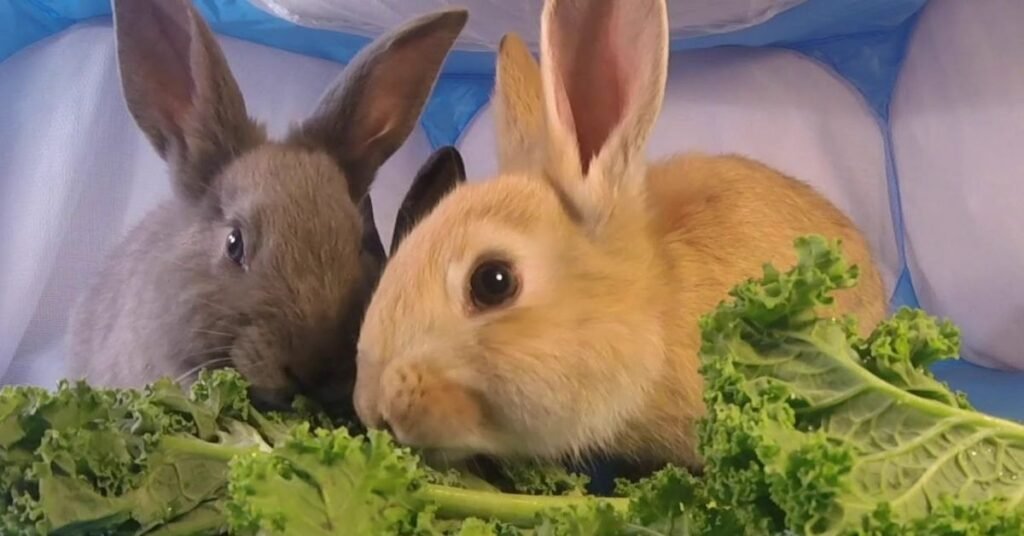 Can Rabbits Eat Kale