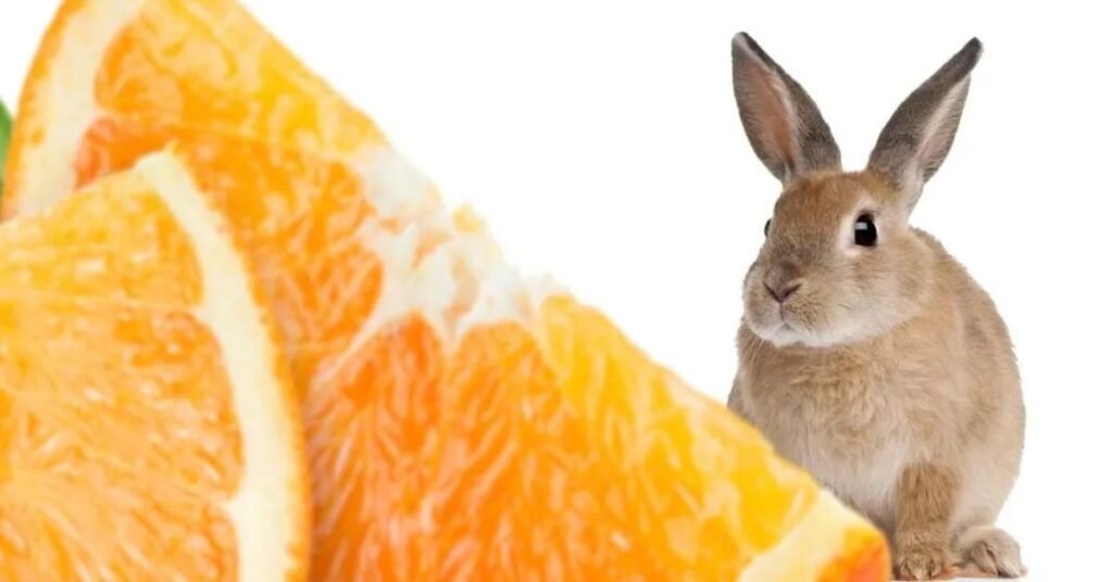 Can Rabbits Eat Oranges