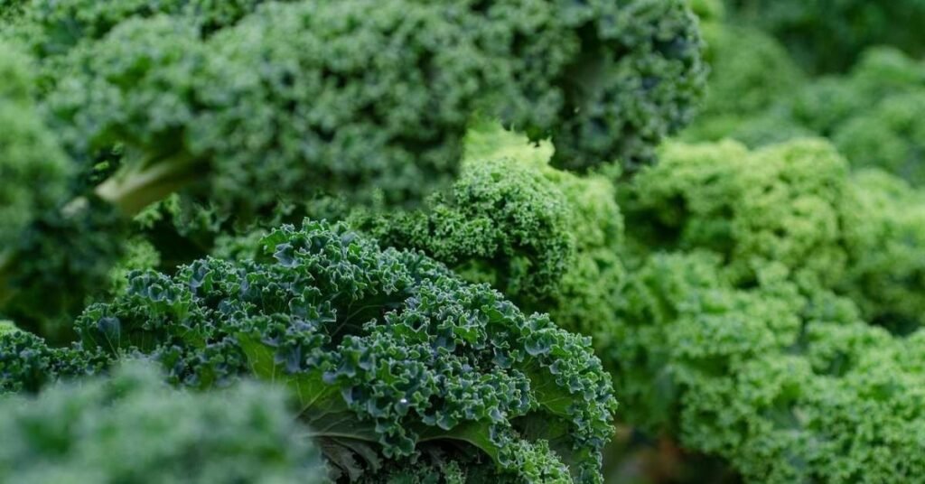 Can Rabbits Eat Kale