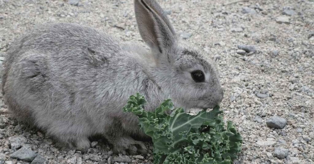 Can Rabbits Eat Kale
