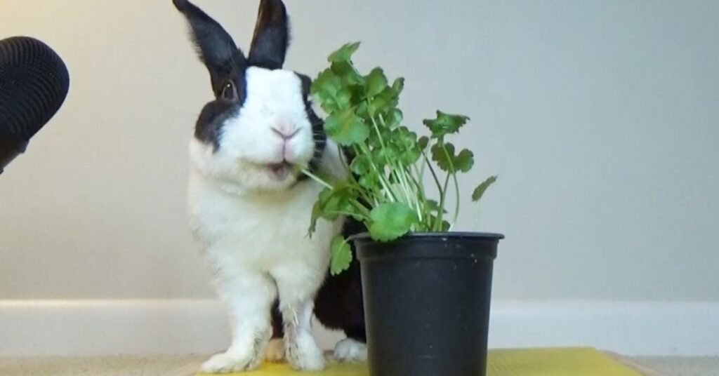 Can Rabbits Eat Cilantro