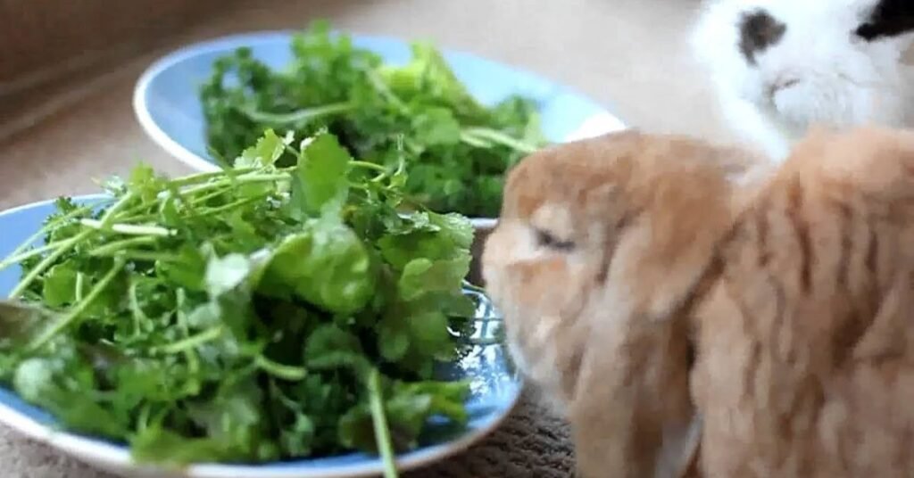 Can Rabbits Eat Cilantro