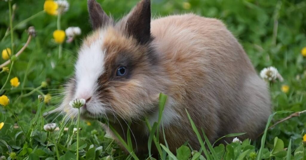 Can Rabbits Eat Cilantro
