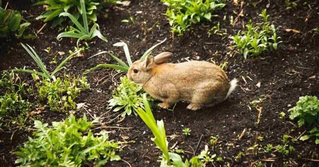 Can Rabbits Eat Cilantro