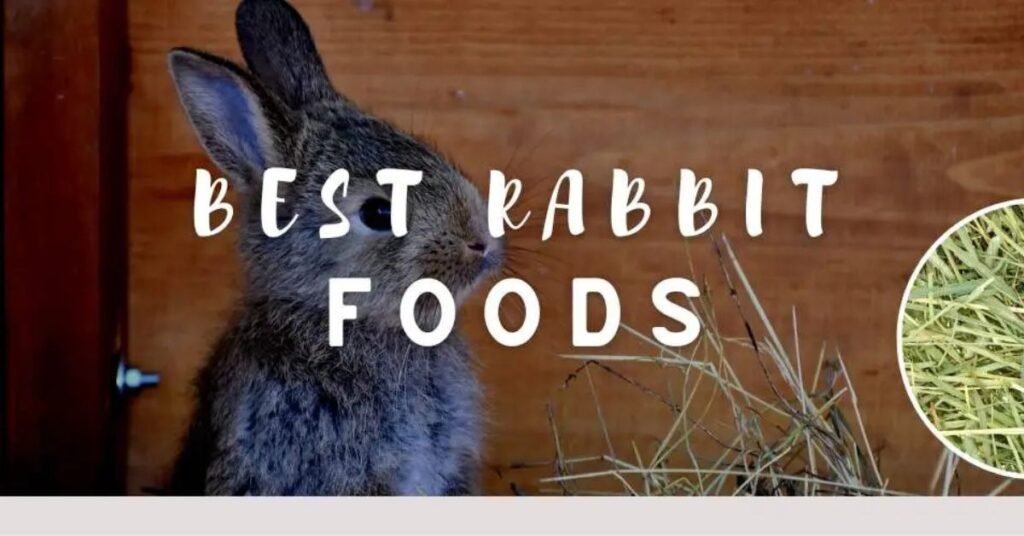 What Do Rabbits Eat