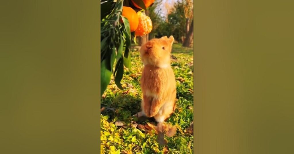 Can Rabbits Eat Oranges