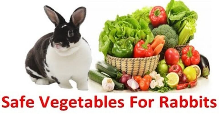 Curated visual reference: Rabbit Food Hay Alternatives Reference: Can Rabbits Eat Corn Benefits Risks And Safe Alternatives