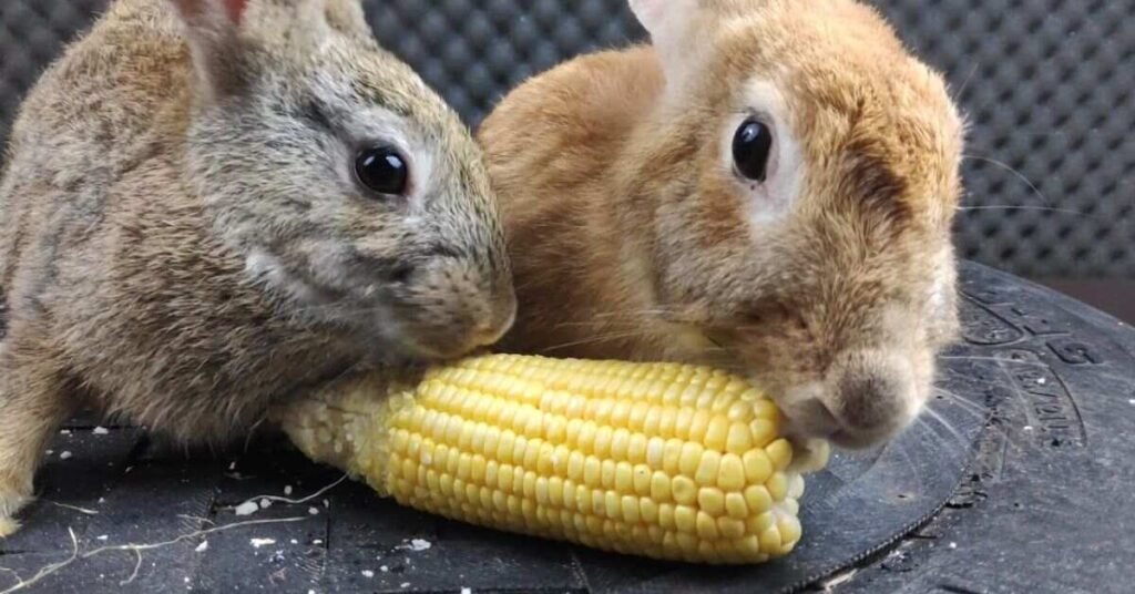 Can Rabbits Eat Corn