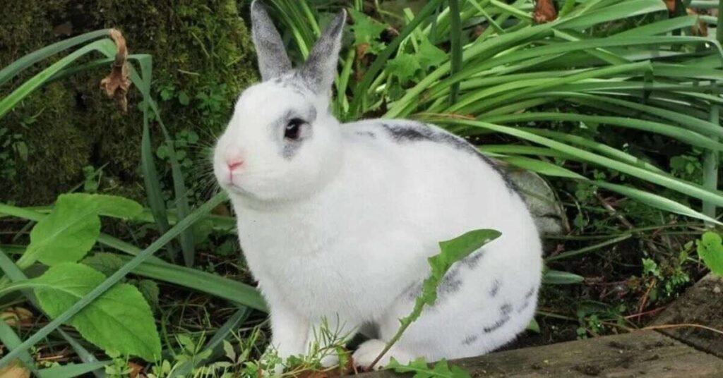 Netherland Dwarf Rabbit