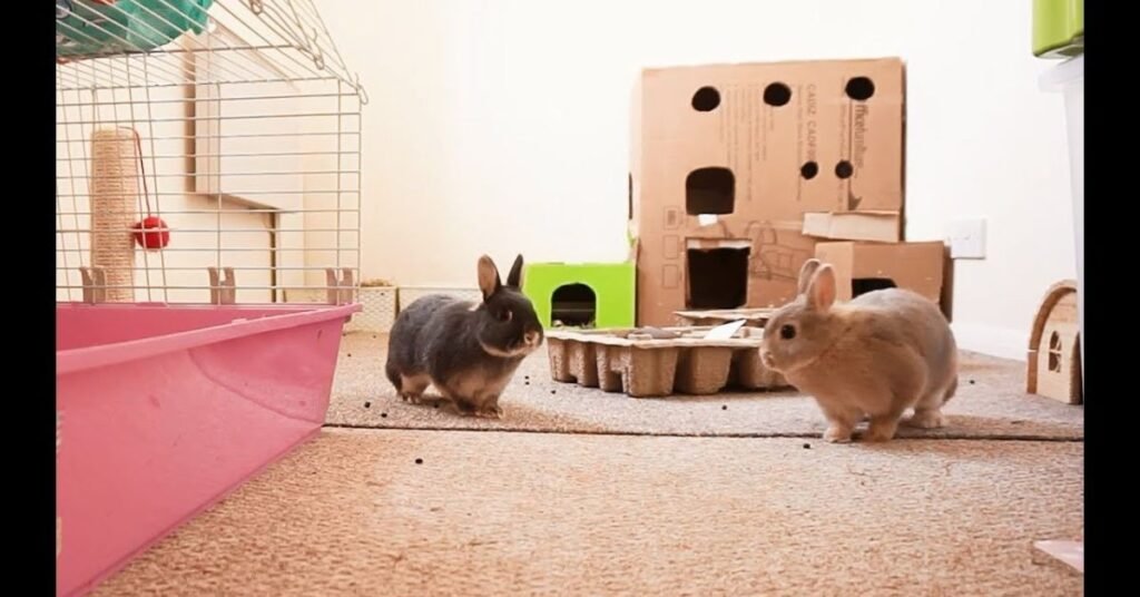 Netherland Dwarf Rabbit