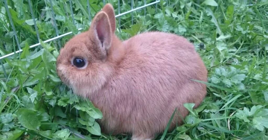 Netherland Dwarf Rabbit