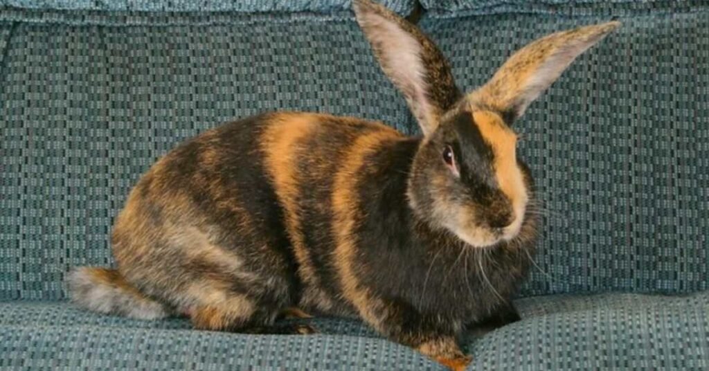 Harlequin Rabbit