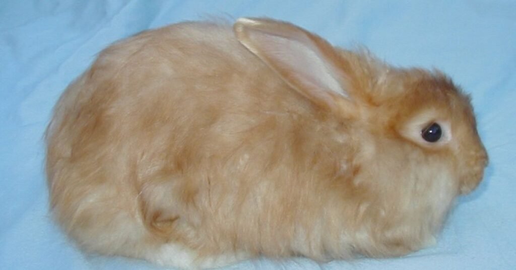 Satin Rabbit