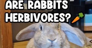 Are Rabbits Herbivores