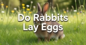 Do Rabbits Lay Eggs
