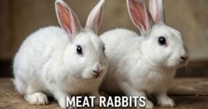 Meat Rabbits
