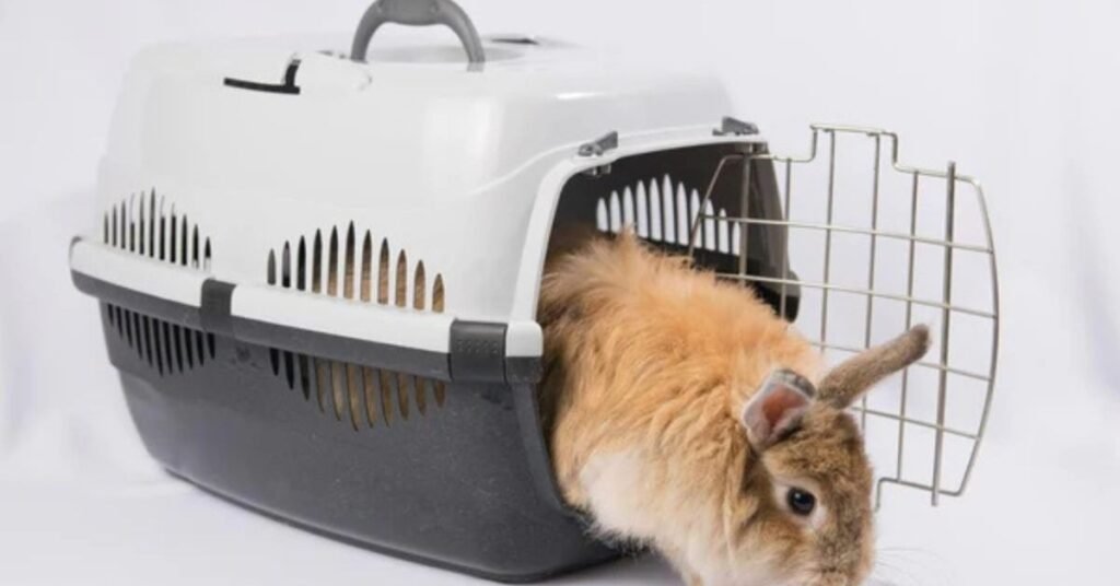 Carrier Rabbit