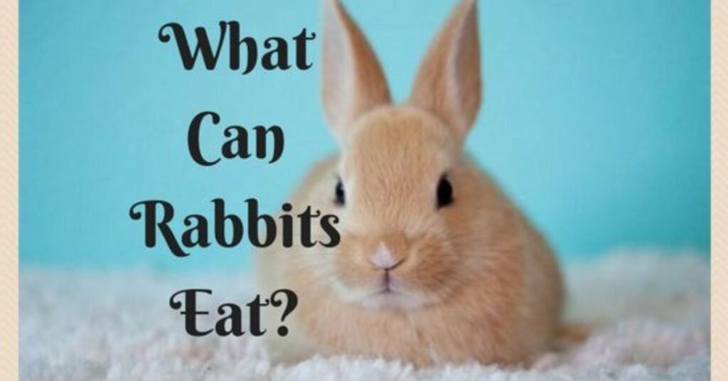 Are Rabbits Omnivores