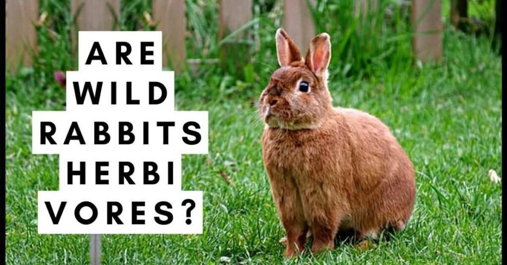 Are Rabbits Herbivores