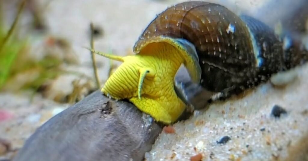 Rabbit Snail 