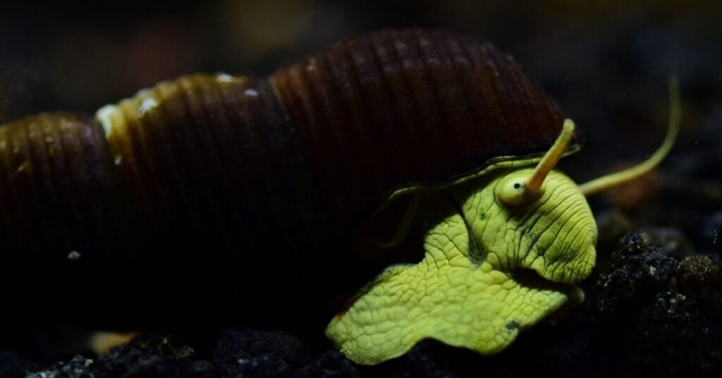 Rabbit Snail 