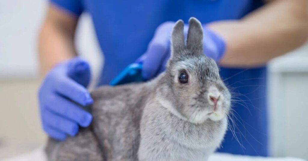Rabbit Virus