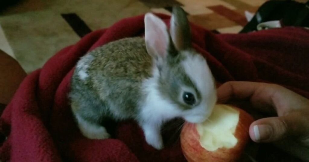 Can Rabbits Eat Apples