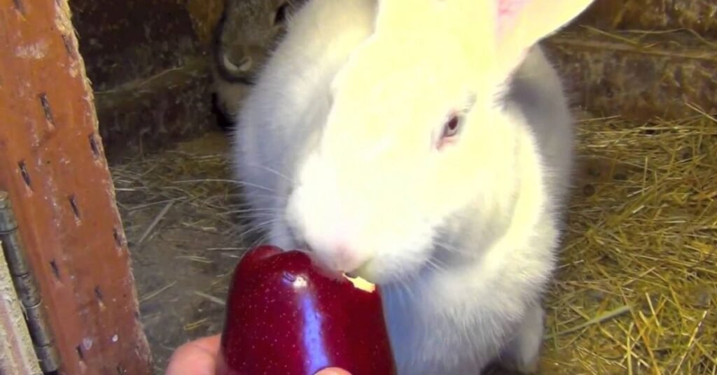 Can Rabbits Eat Apples