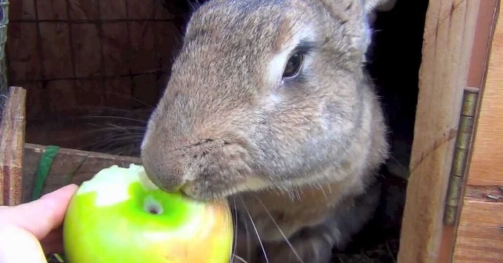 Can Rabbits Eat Apples