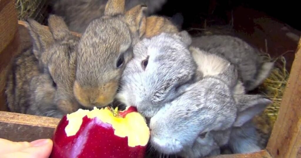 Can Rabbits Eat Apples