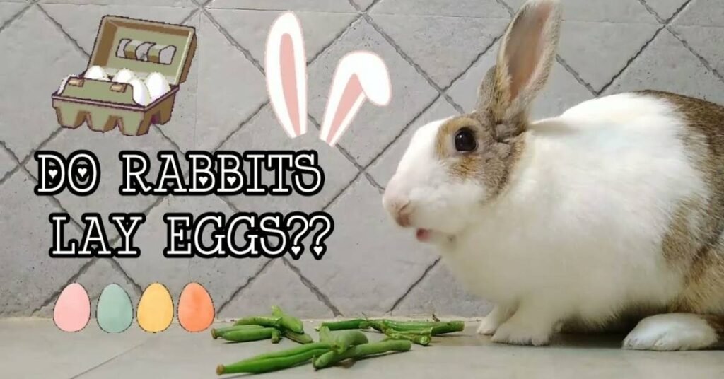 Do Rabbits Lay Eggs