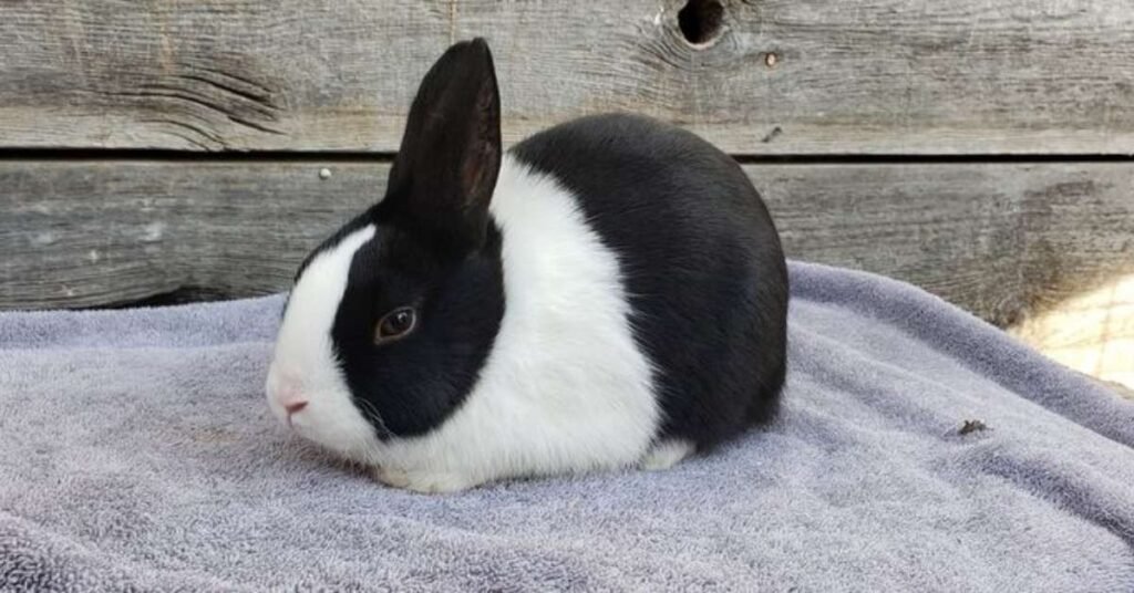 Dutch Rabbit