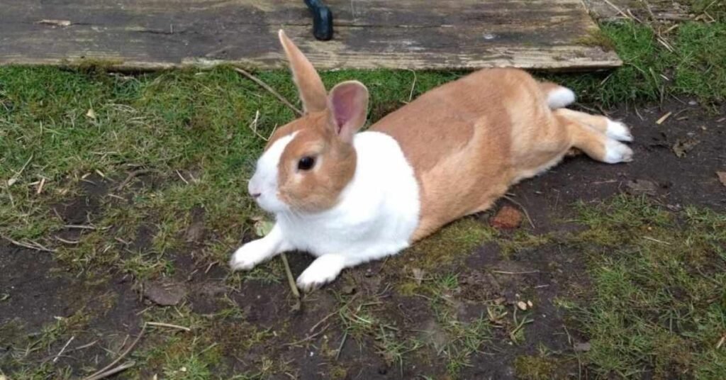 Dutch Rabbit