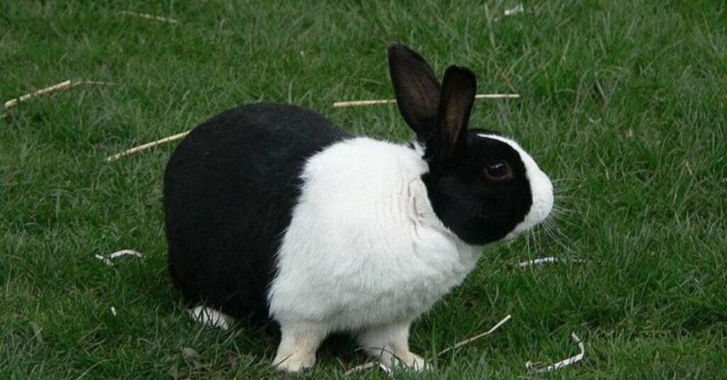 Dutch Rabbit