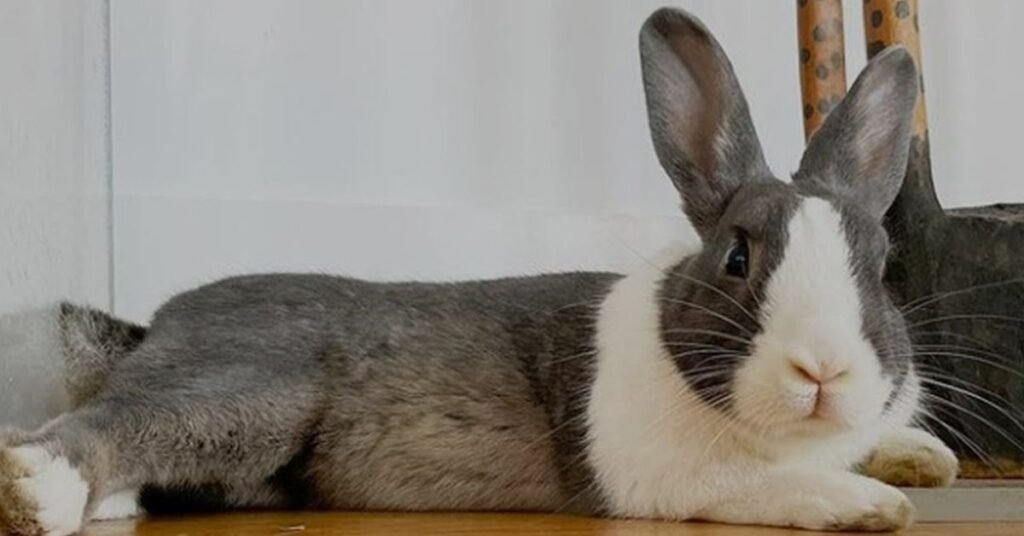 Dutch Rabbit