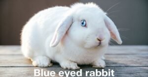 Blue Eyed Rabbit