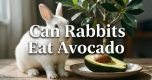 Can Rabbits Eat Avocado