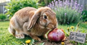 Can Rabbits Eat Onions