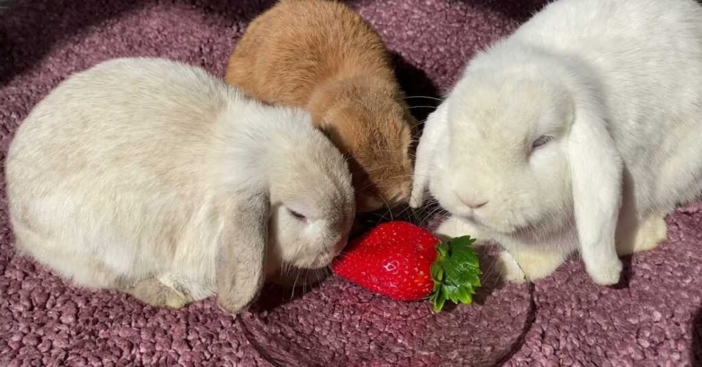 Can Rabbits Eat Strawberries