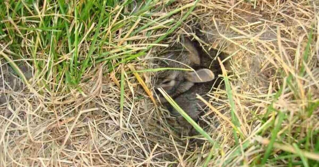 Rabbit Holes in Yard