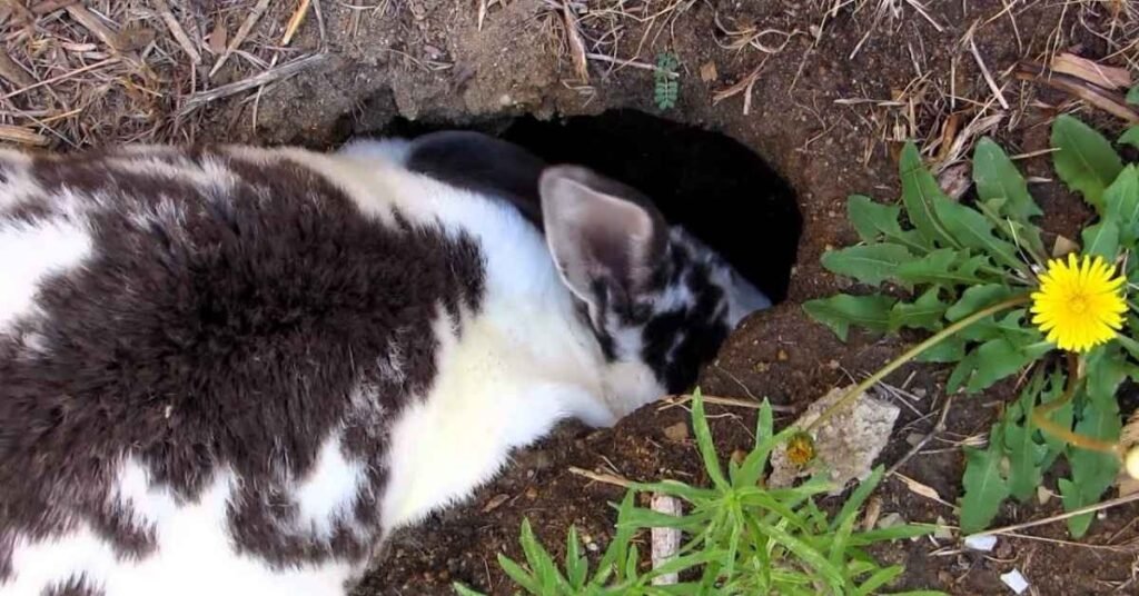 Rabbit Holes in Yard