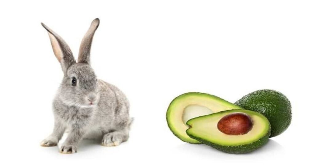 Can Rabbits Eat Avocado