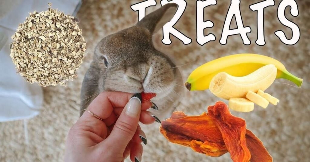 Can Rabbits Eat Chocolate