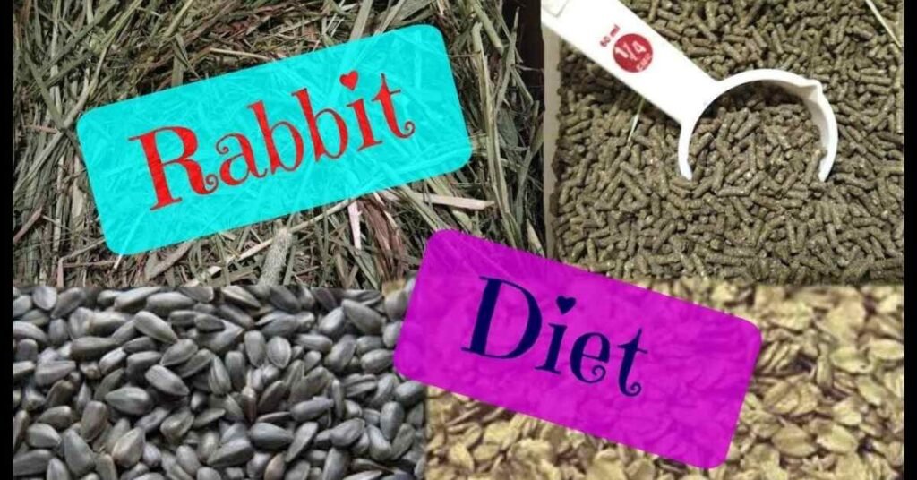 Can Rabbits Eat Mushrooms